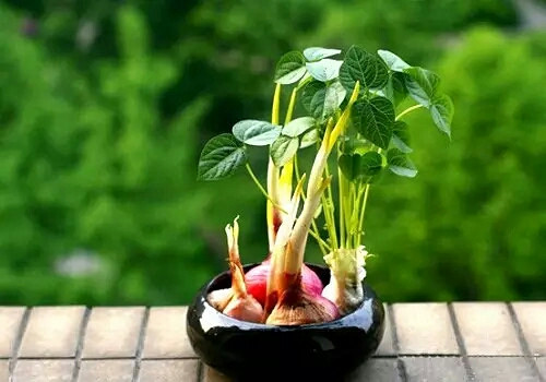 是不是感觉这些蔬菜盆景很漂亮?赶紧