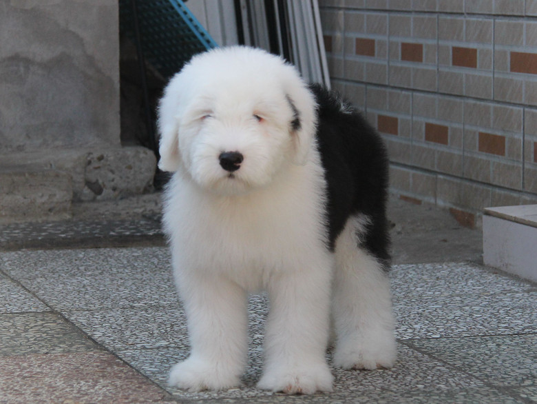 赛级古牧宝宝,再次来袭!