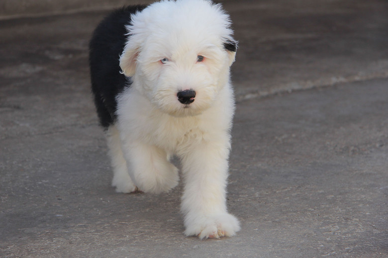 赛级古牧宝宝,再次来袭!