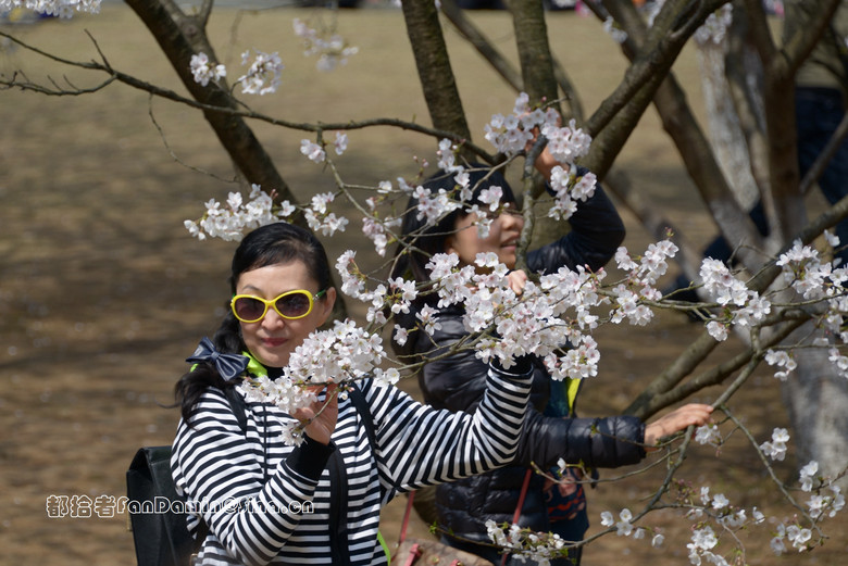 樱花道（4）