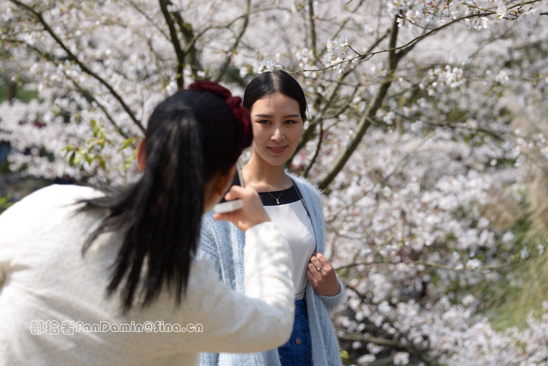 樱花道（4）