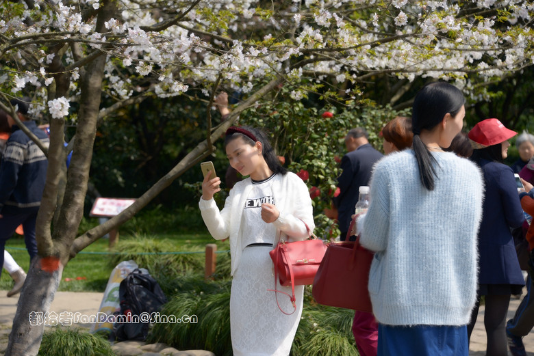 樱花道（4）