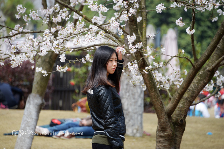 樱花道（4）