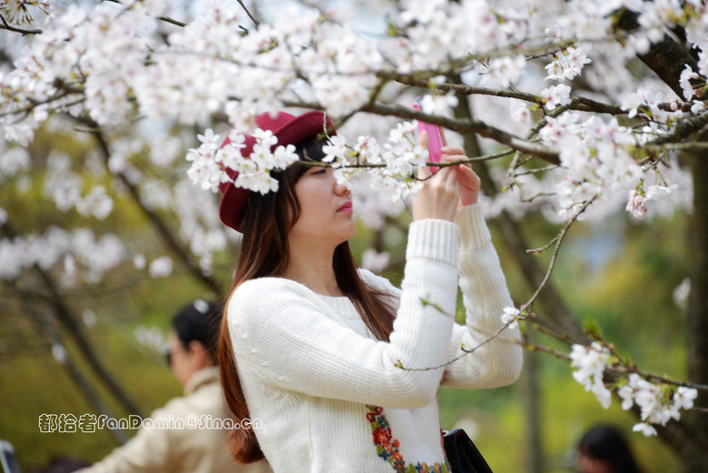 樱花道（4）