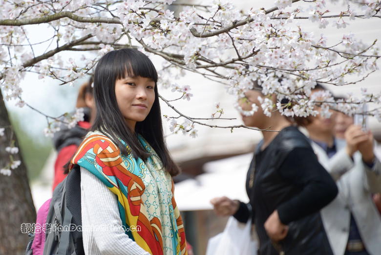 樱花道（4）