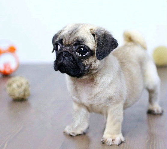 褶皱脸 纯种巴哥出售 上门看狗父母 签协议