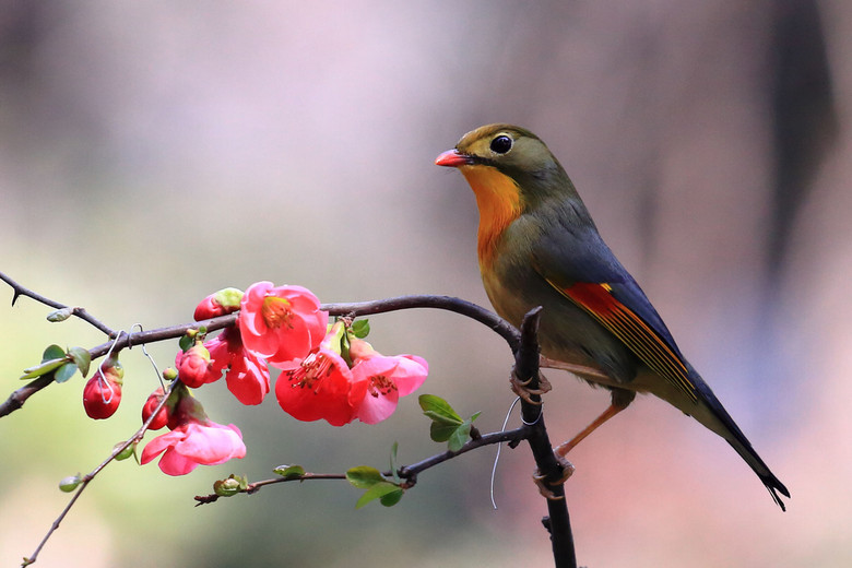 相思鳥鬧春忙