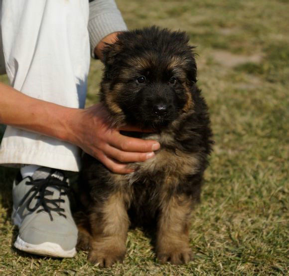 纯种德国牧羊犬黑背,血统纯正,品相好,送狗笼