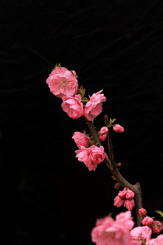 梅花-边走边拍-手机随手拍-杭州19楼