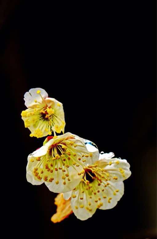 梅花-手机随手拍-杭州19楼