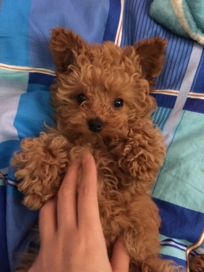 家养杏色小泰迪 唯一自留的找新家 小飞耳噢