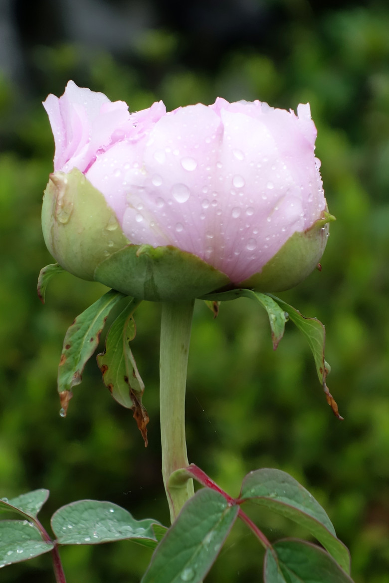 【最美最艳的花港牡丹】