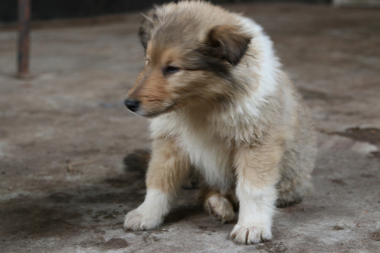 家养英系双血统赛级高品质小苏牧2个月了找新家!