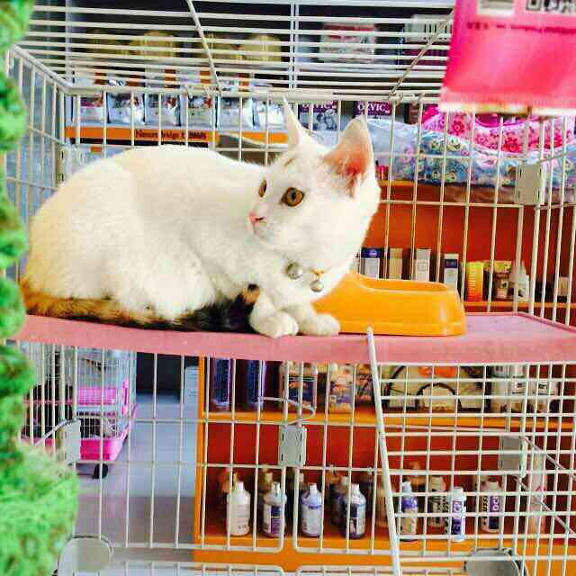 杭州猫咪领养,一