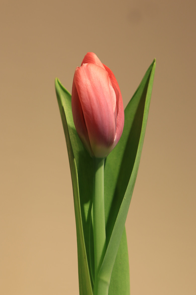 郁金香-静物-19摄区-杭州19楼