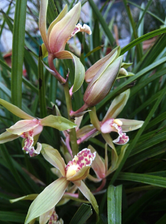 一年一度蕙兰香