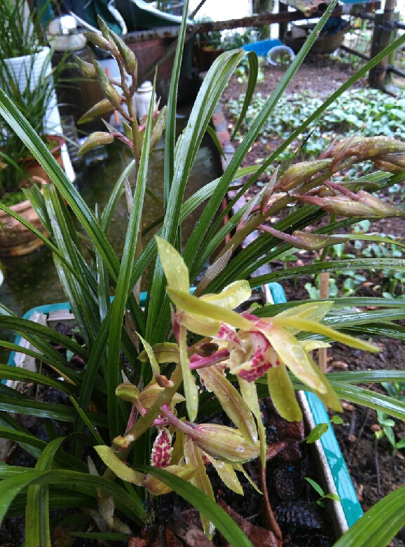 一年一度蕙兰香