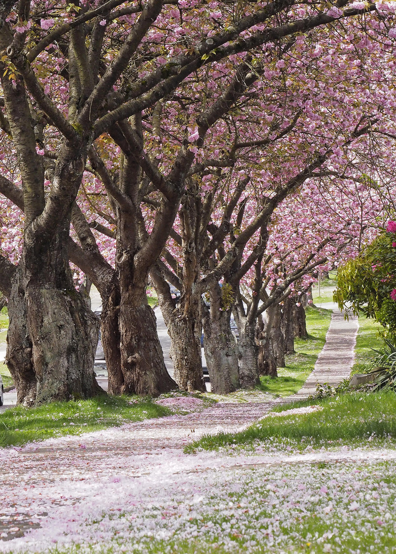 樱花洒小道-边走边拍-手机随手拍-杭州19楼