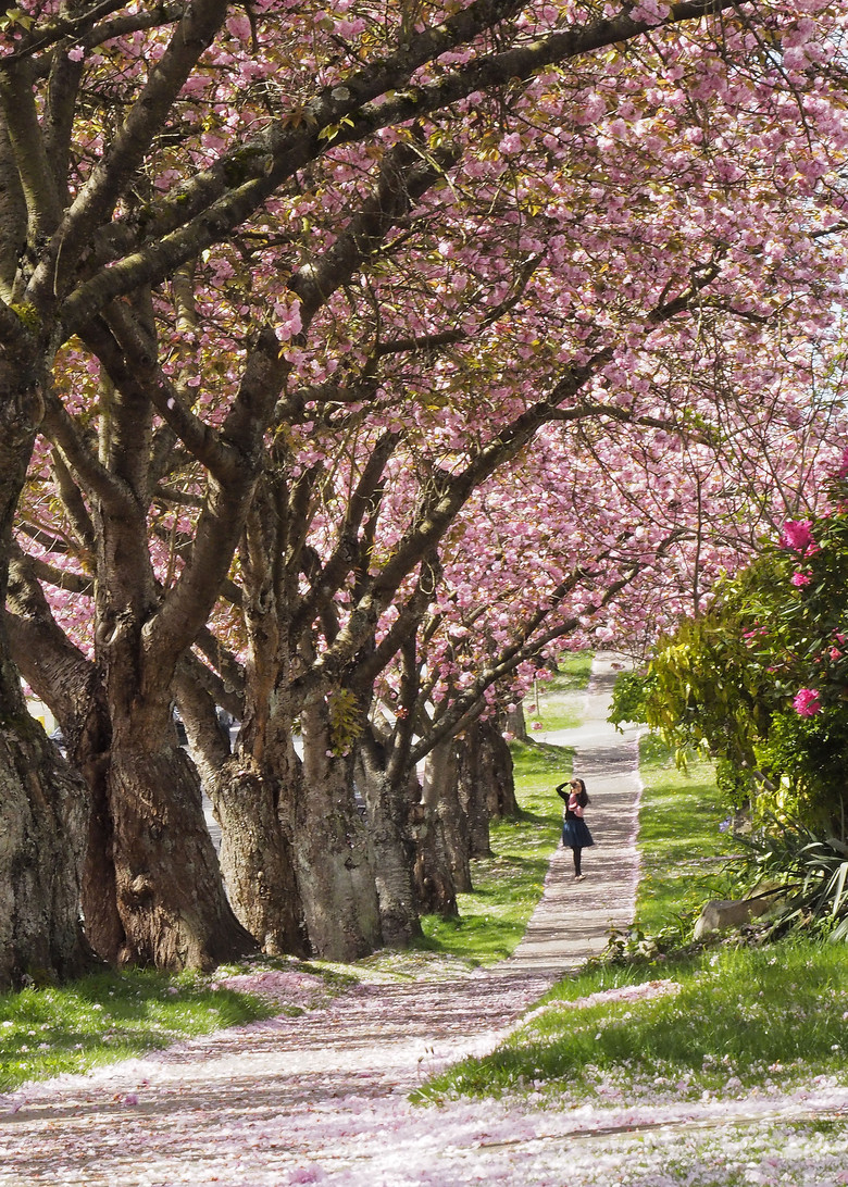 樱花洒小道-边走边拍-手机随手拍-杭州19楼