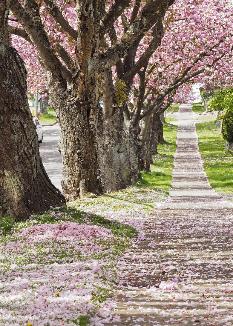 樱花洒小道-边走边拍-手机随手拍-杭州19楼
