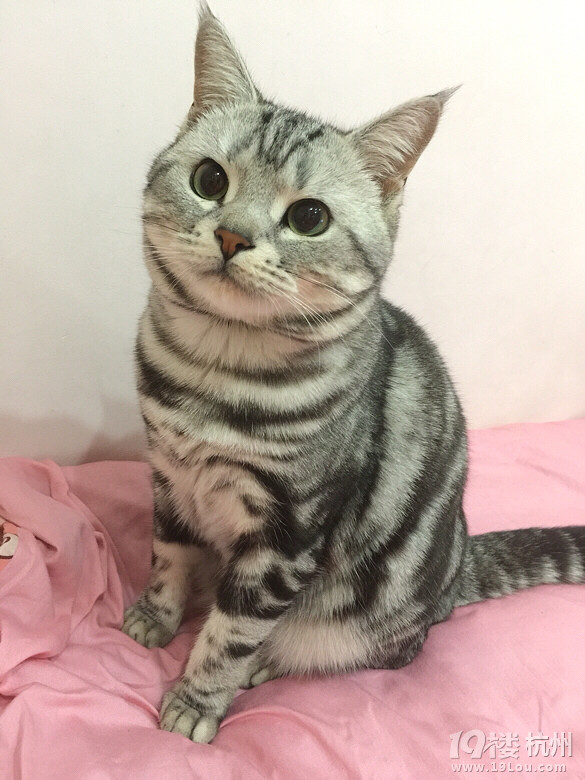 美短加白折耳猫发情了,有适合的小公猫吗