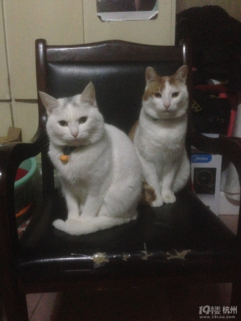 杭州求领养猫咪