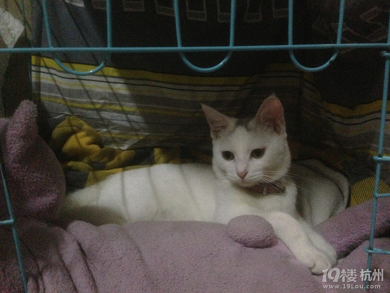 杭州求领养猫咪
