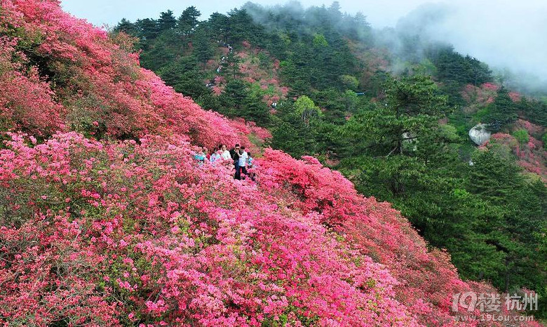 42526芳菲盡高山杜鵑花正豔遂昌桃源尖紅色浪漫去旅行