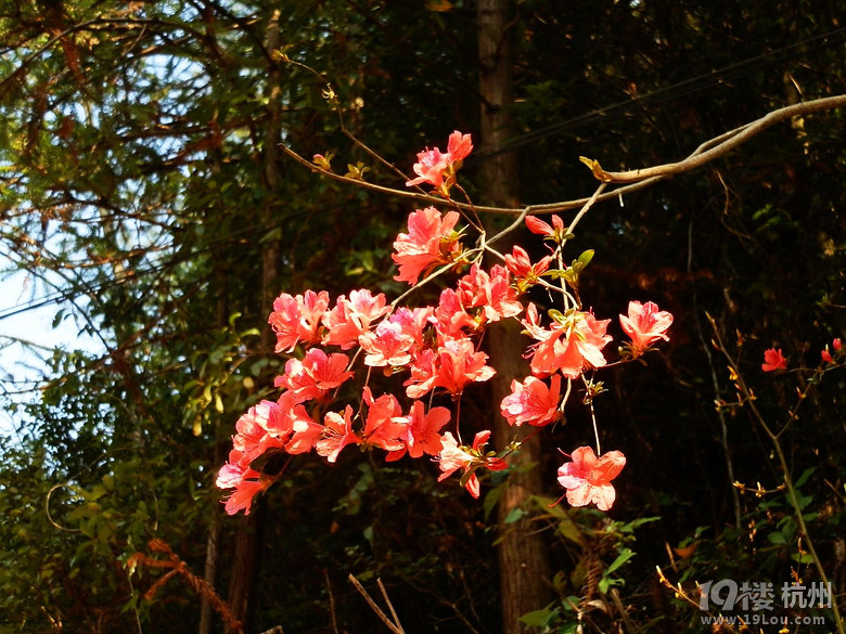 【春暖花开】江南最后的墨脱：白际