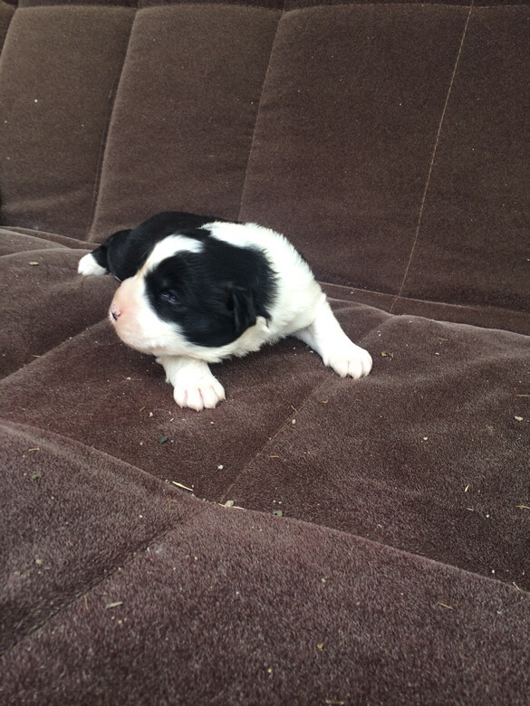 小奶狗睁眼萌照.表情丰富