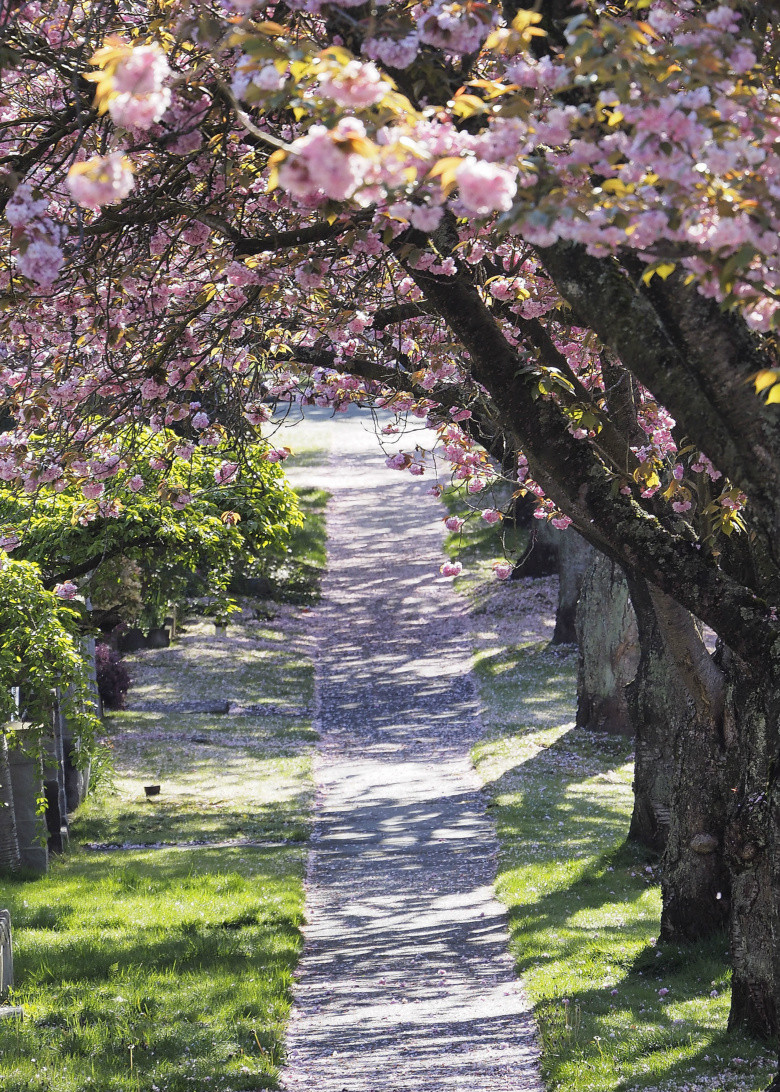 樱花洒小道-边走边拍-手机随手拍-杭州19楼