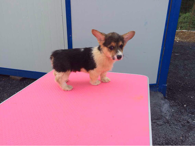 柴犬,柯基,秋田出售,微信1580571