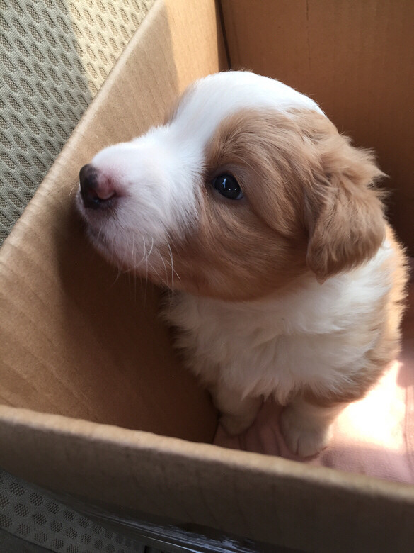 黄白小边找主人了自己家狗狗生的边牧宝宝