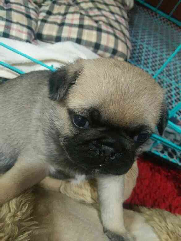 【宠物之星】  霸气的财老板