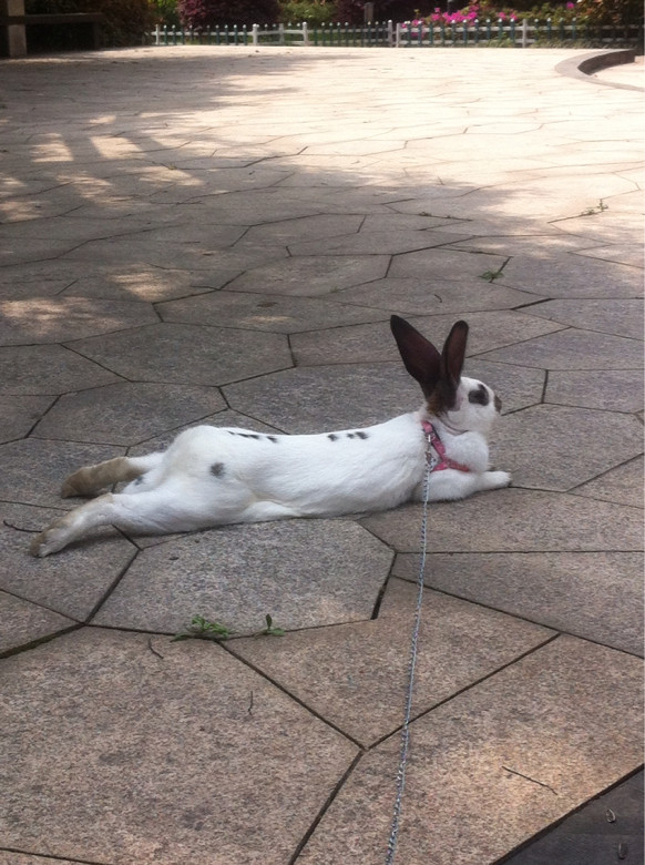孤独的遛兔子