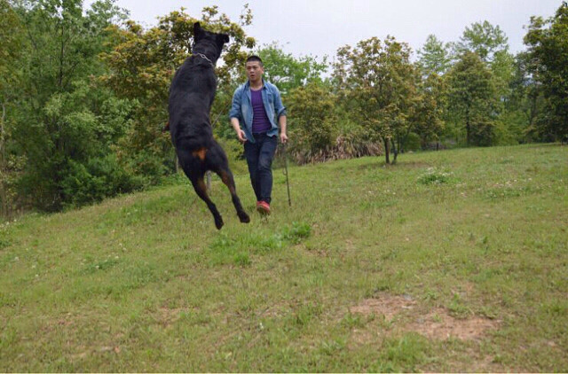 活动已结束了,期待下次的再聚(需入群的可以联系我)共同交流分享爱犬