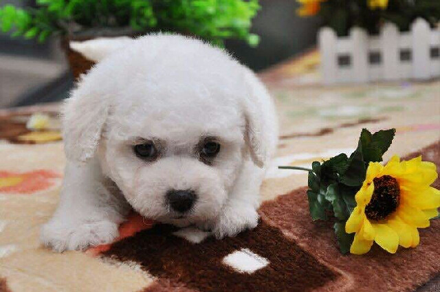 追求高品质比熊的