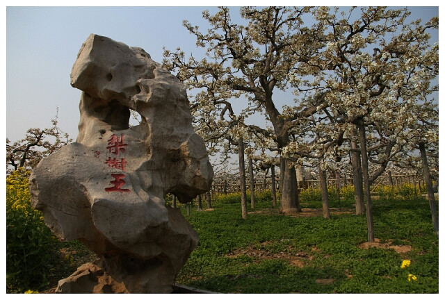 山东冠县梨花节