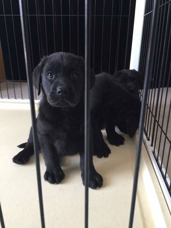 家养黑色拉布拉多,两针疫苗,2个月,年三