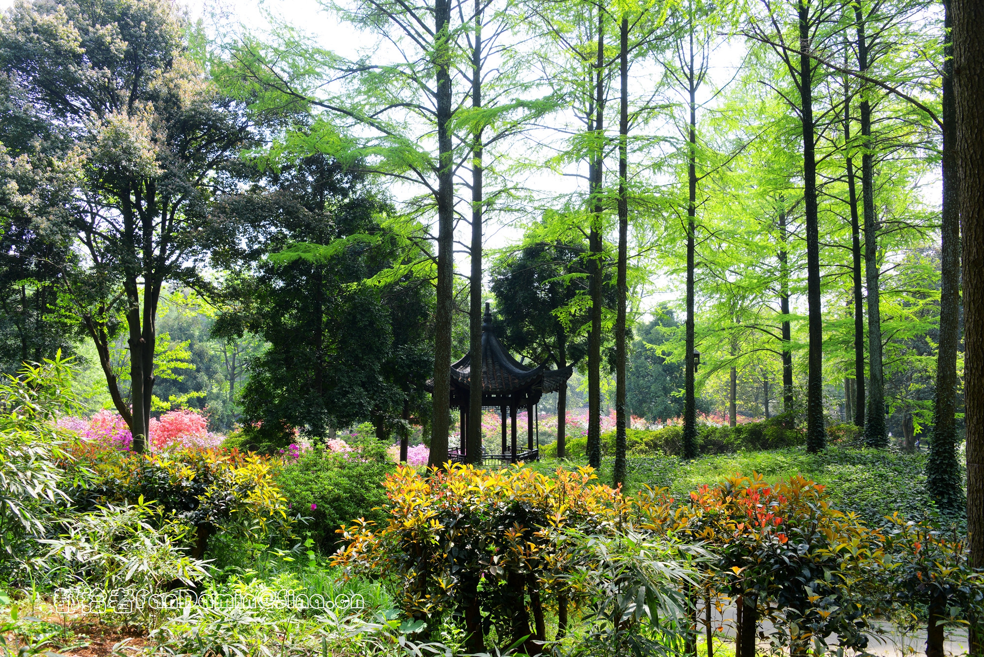 杜鹃园原拆原建图片