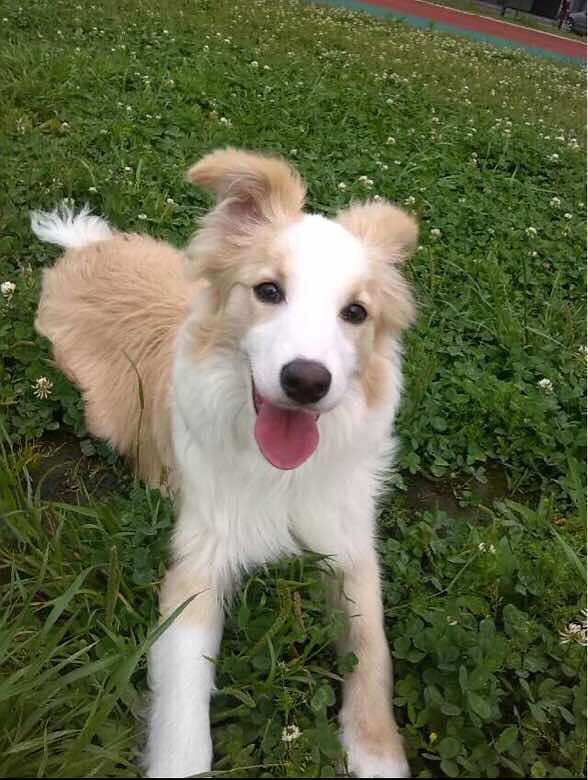 急母黄白色边境,家有