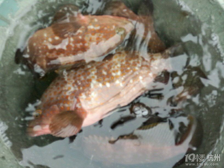 渔山海钓