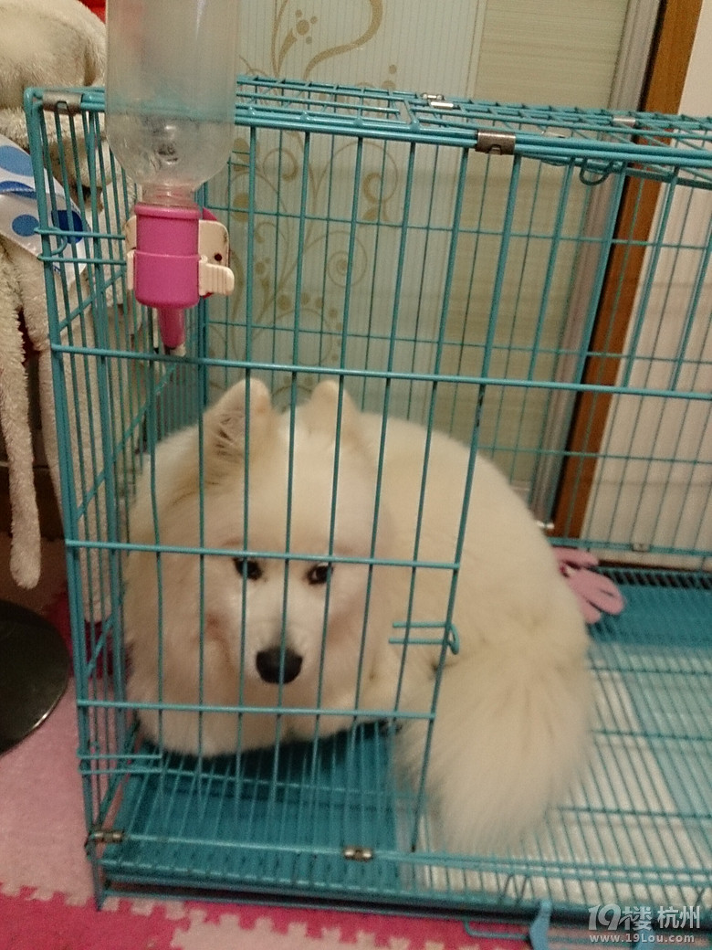 我跟狗狗的缘分,这辈子不尽......(Lucky.我会保护你一辈子)