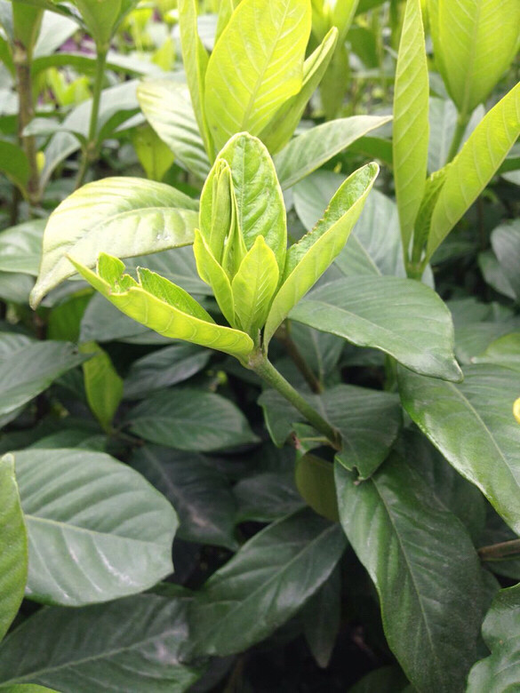 牛爱花含苞待放中