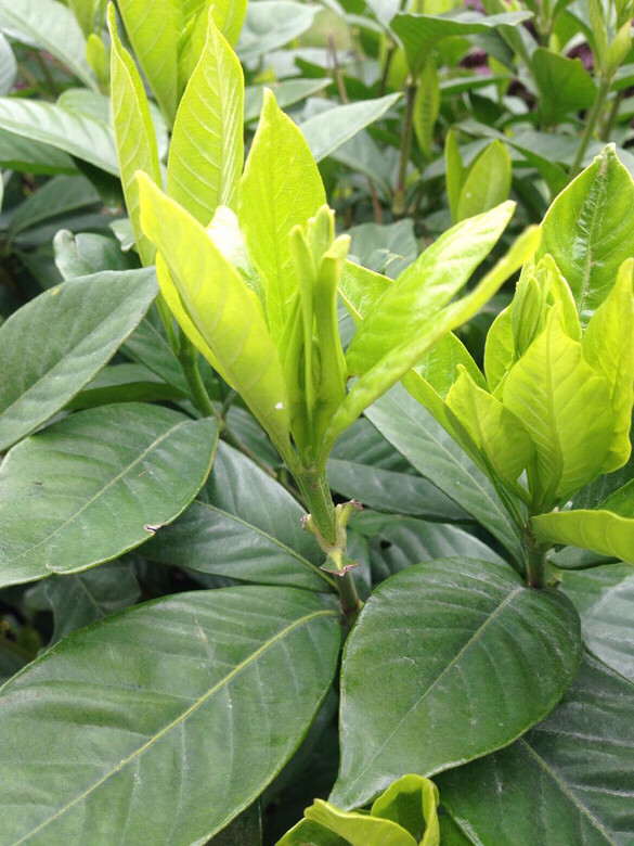 牛爱花含苞待放中