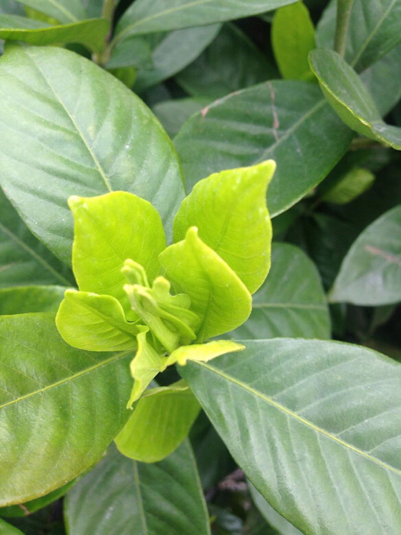 牛爱花含苞待放中