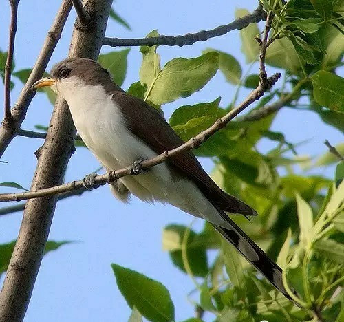 传说中的望帝啼鹃