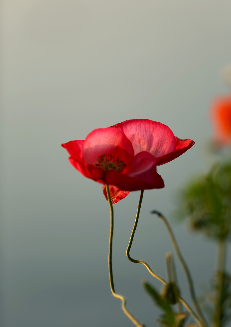 逆光下的虞美人-静物-19摄区-杭州19楼