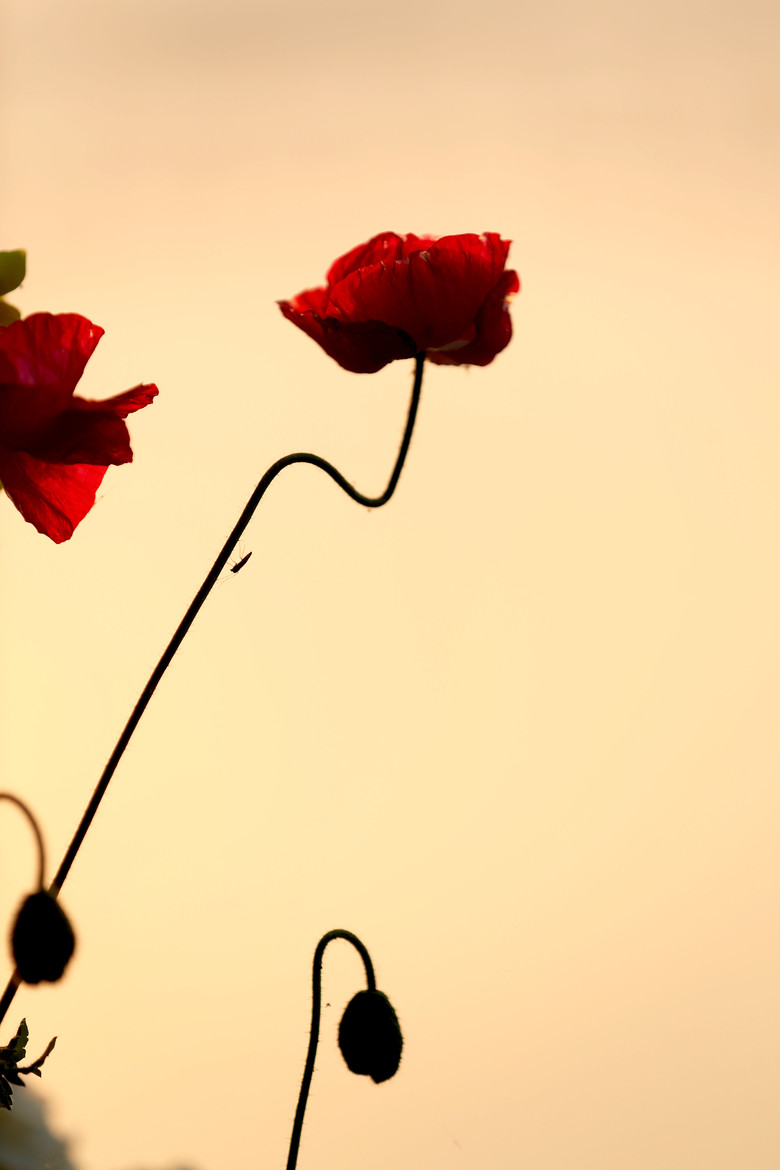 逆光下的虞美人-静物-19摄区-杭州19楼