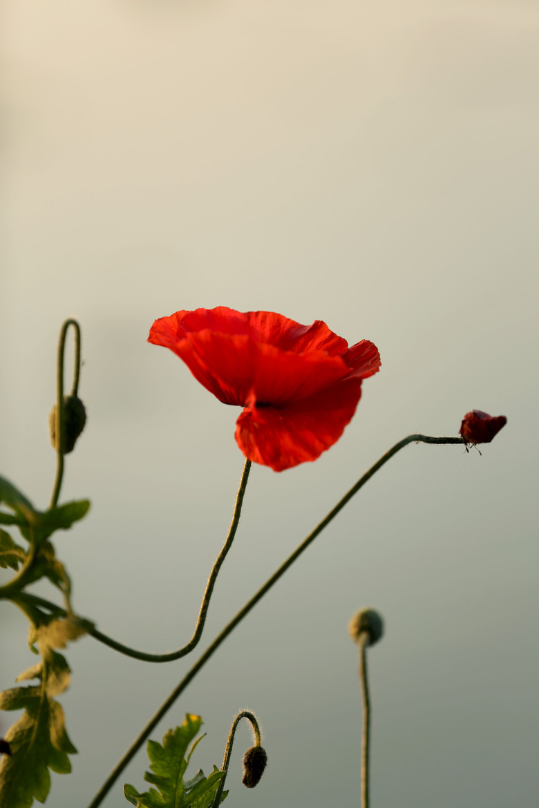 逆光下的虞美人-静物-19摄区-杭州19楼